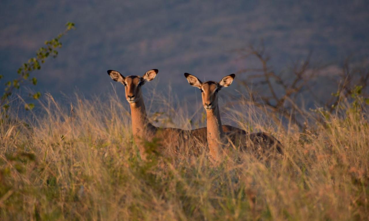 African Spirit Game Lodge Mkuze Kültér fotó